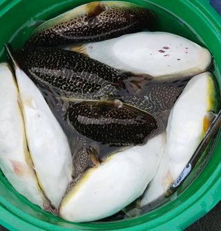 ショウサイフグ