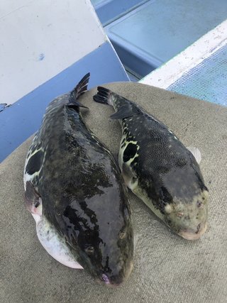 ショウサイフグ