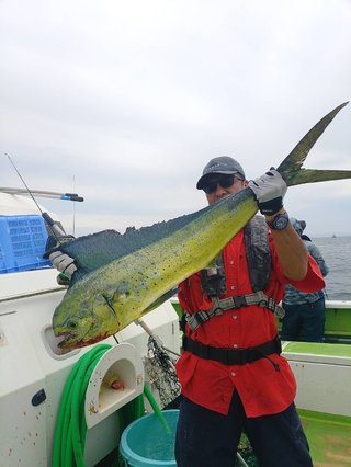シイラ