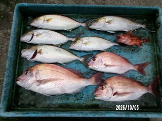 マダイ
