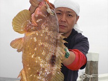 【四季丸】アコウの釣果写真