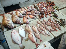 【四季丸】いろいろな魚が釣れるんです