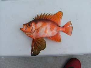 チカメキントキ