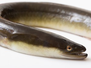ウナギ