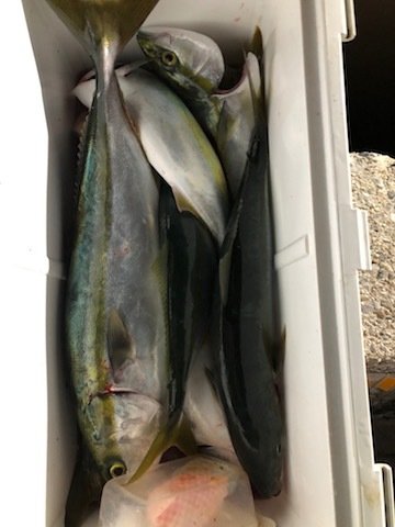 22年11月最新 光宝丸 愛知県 の最新釣果情報