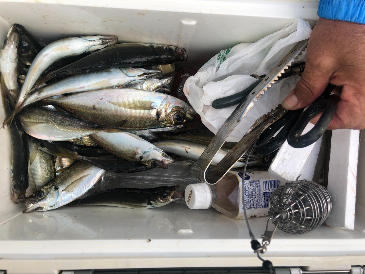 最新釣り情報 釣果 小林丸 公式サイト