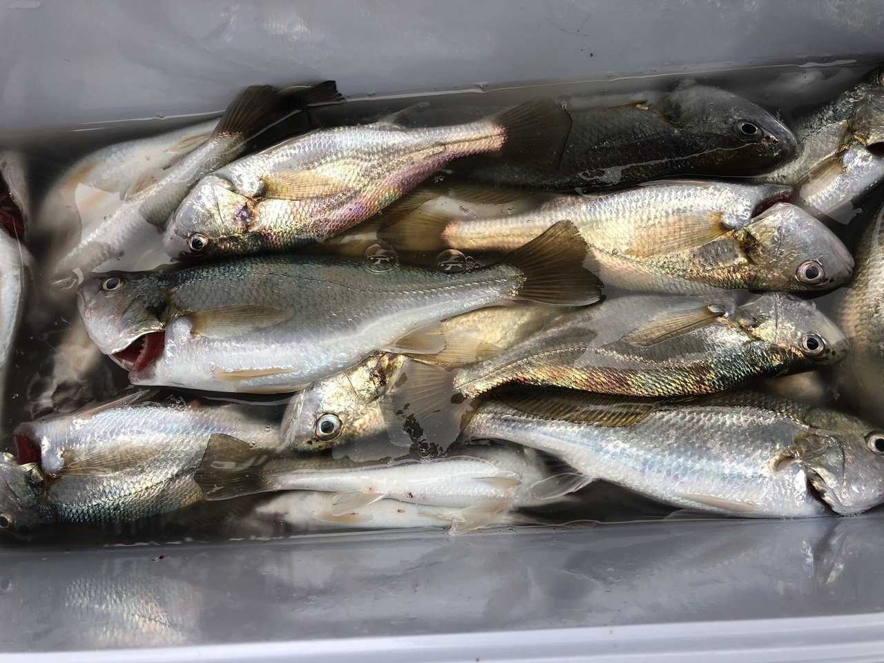 最新釣り情報 釣果 金沢八景 黒川丸 公式サイト