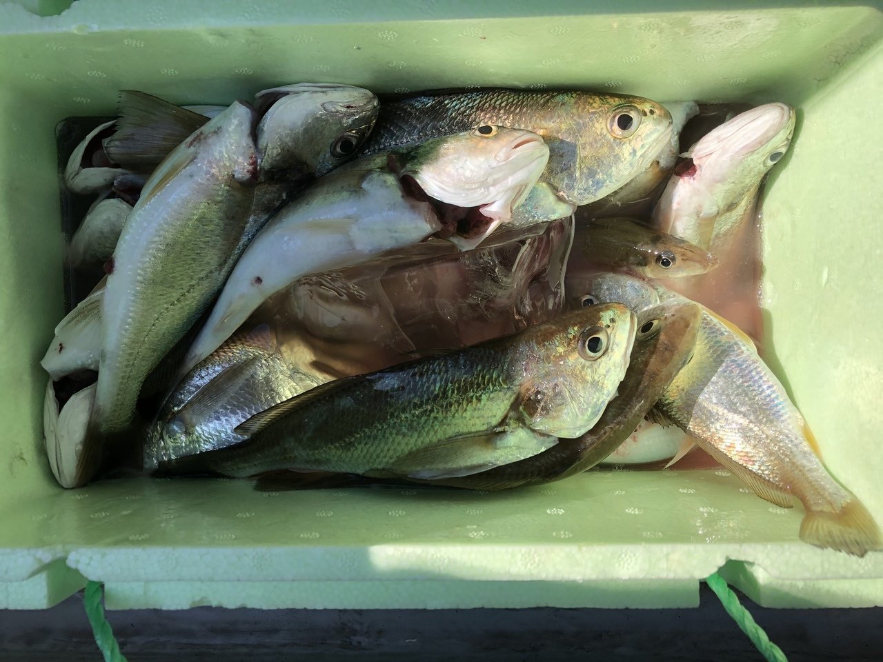 最新釣り情報 釣果 金沢八景 黒川丸 公式サイト