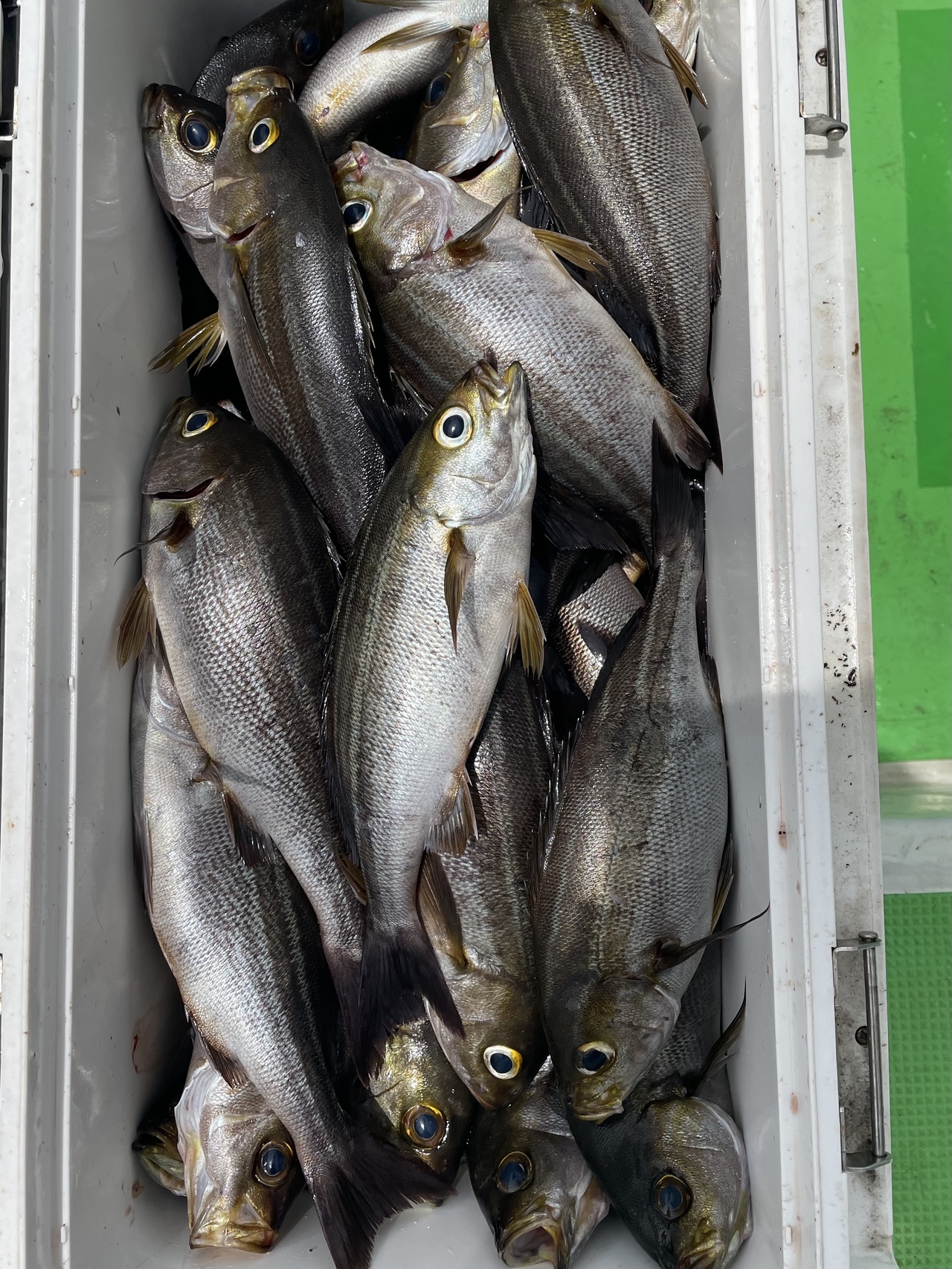 最新釣り情報 釣果 よしえ丸 公式サイト