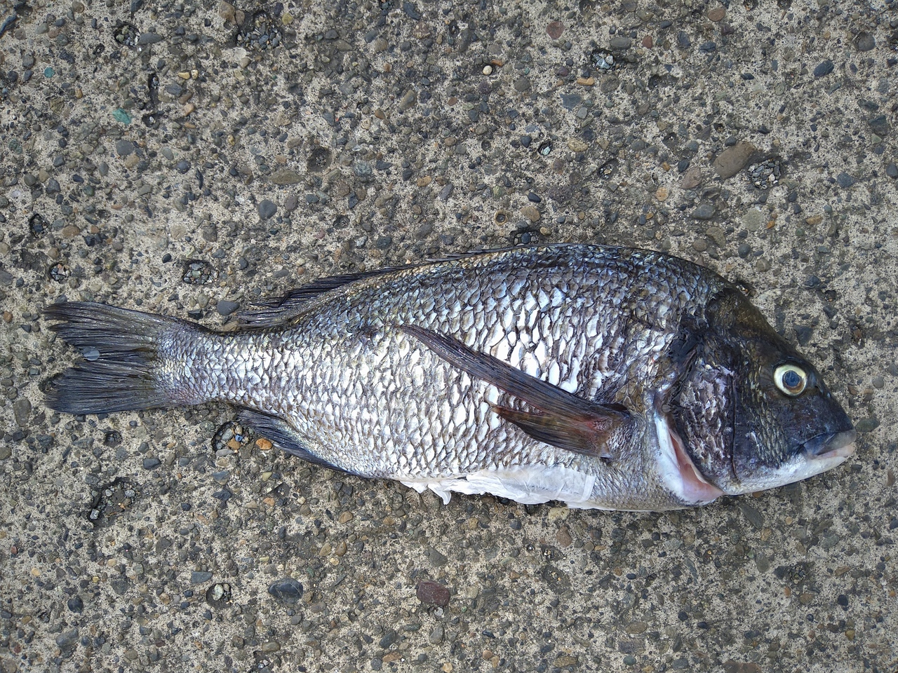 最新釣り情報 釣果 一休丸 公式サイト