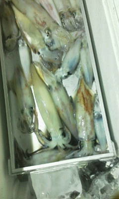 22年7月最新 大福丸 福井県 の最新釣果情報