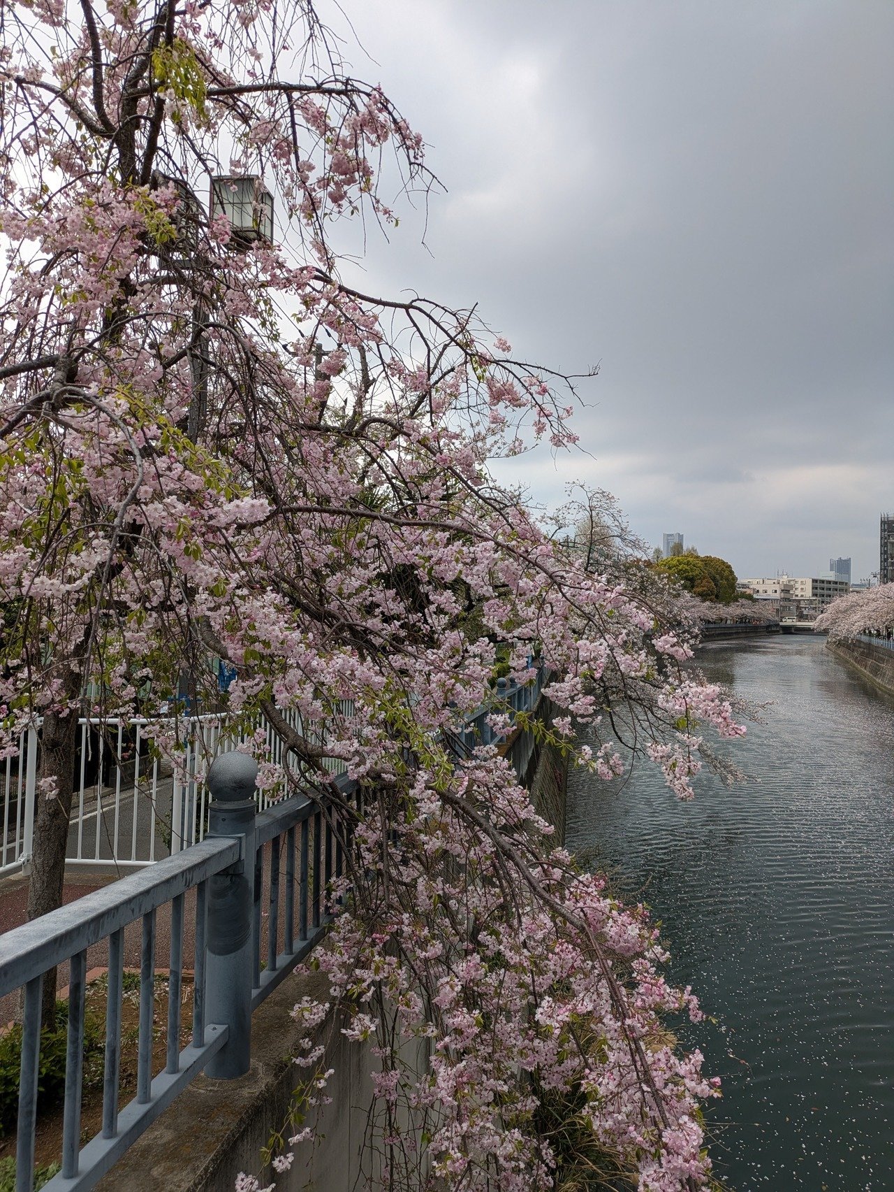 一郎丸 公式サイト 三浦市 間口港の釣り船