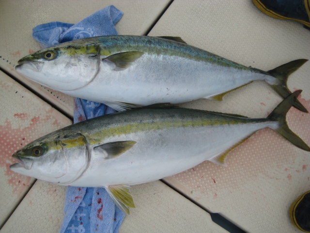 22年2月最新釣果 航平 広島県 の船釣り釣果情報