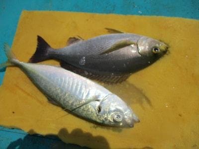 22年8月最新 供進丸 和歌山県 の最新釣果情報