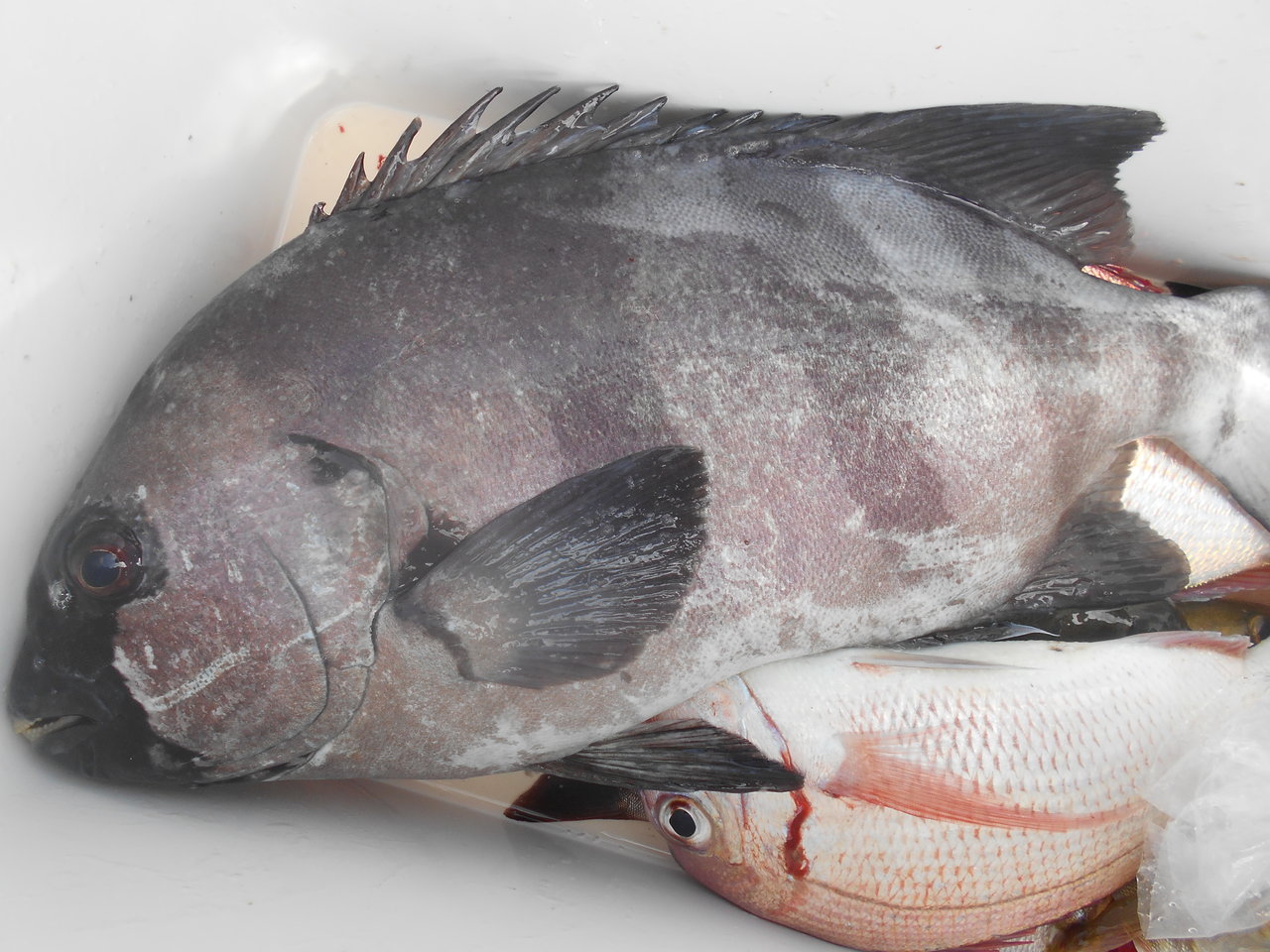 最新釣り情報 釣果 八平丸 公式サイト