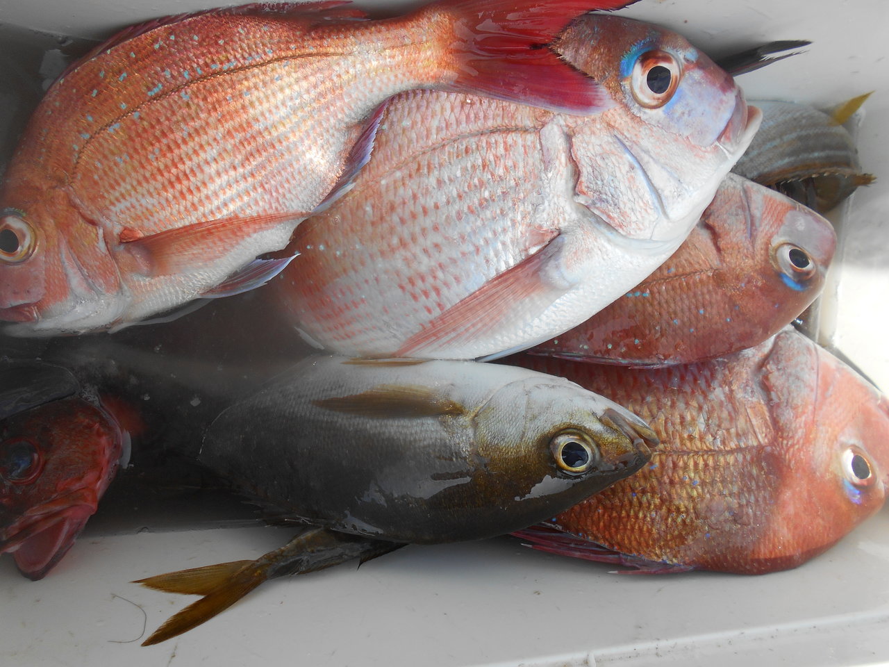 最新釣り情報 釣果 八平丸 公式サイト