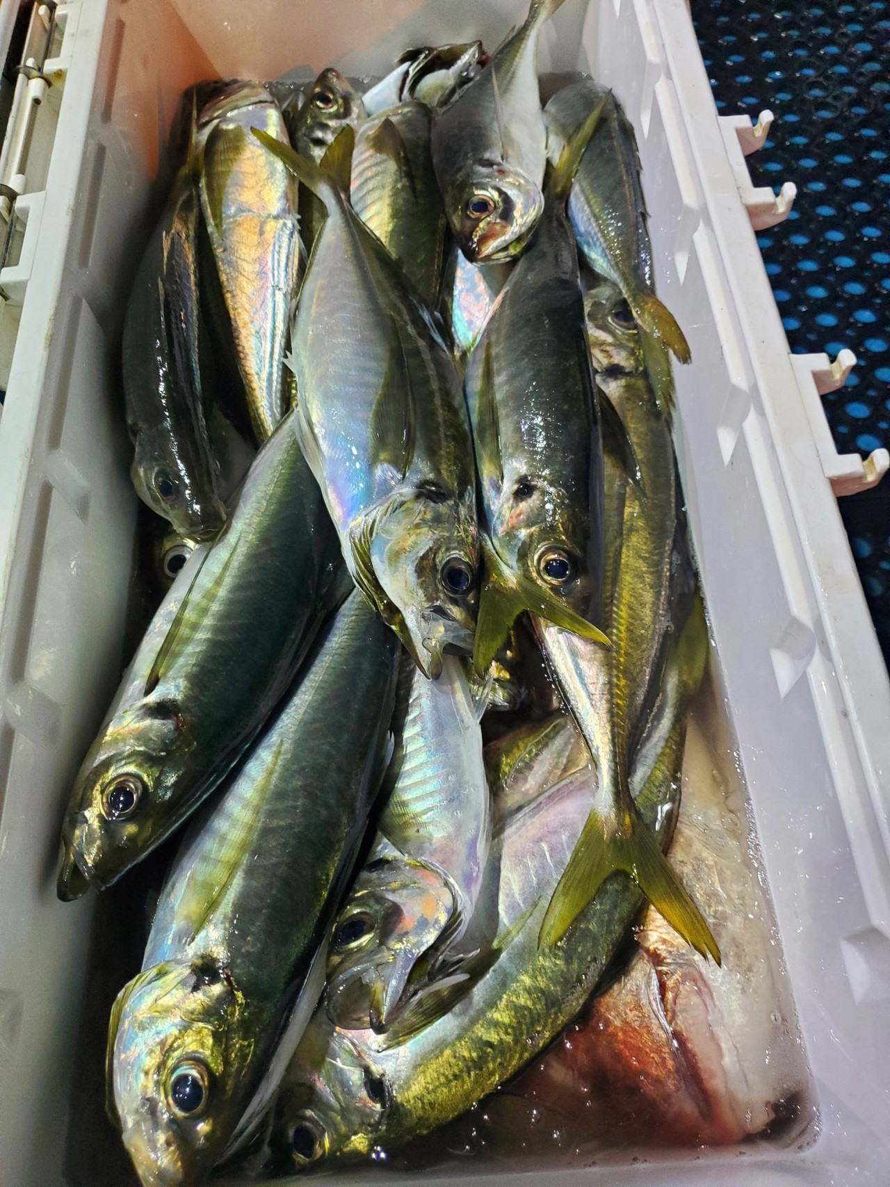 最新釣果情報 釣果 興栄丸 公式サイト