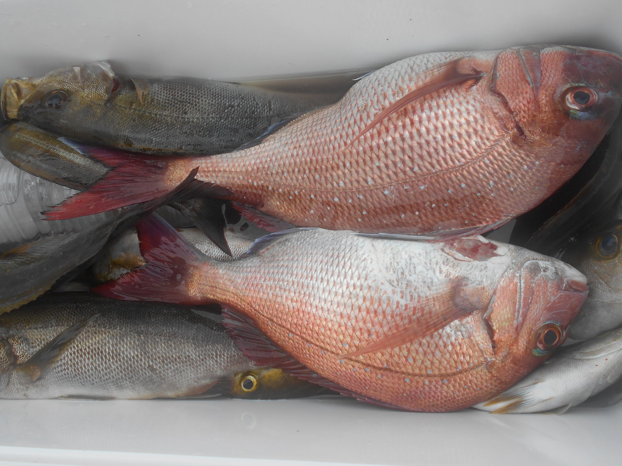 最新釣り情報 釣果 八平丸 公式サイト