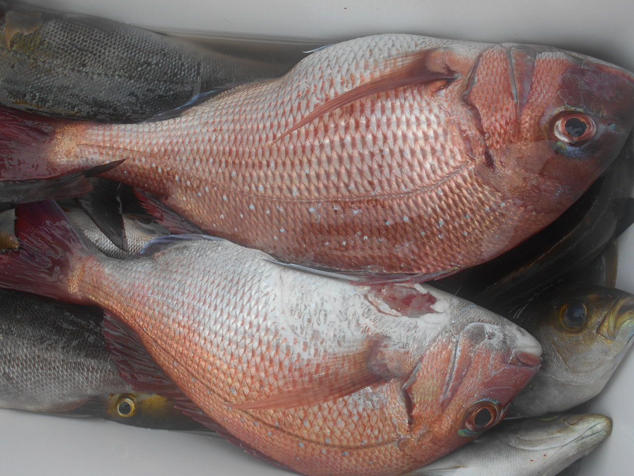 最新釣り情報 釣果 八平丸 公式サイト