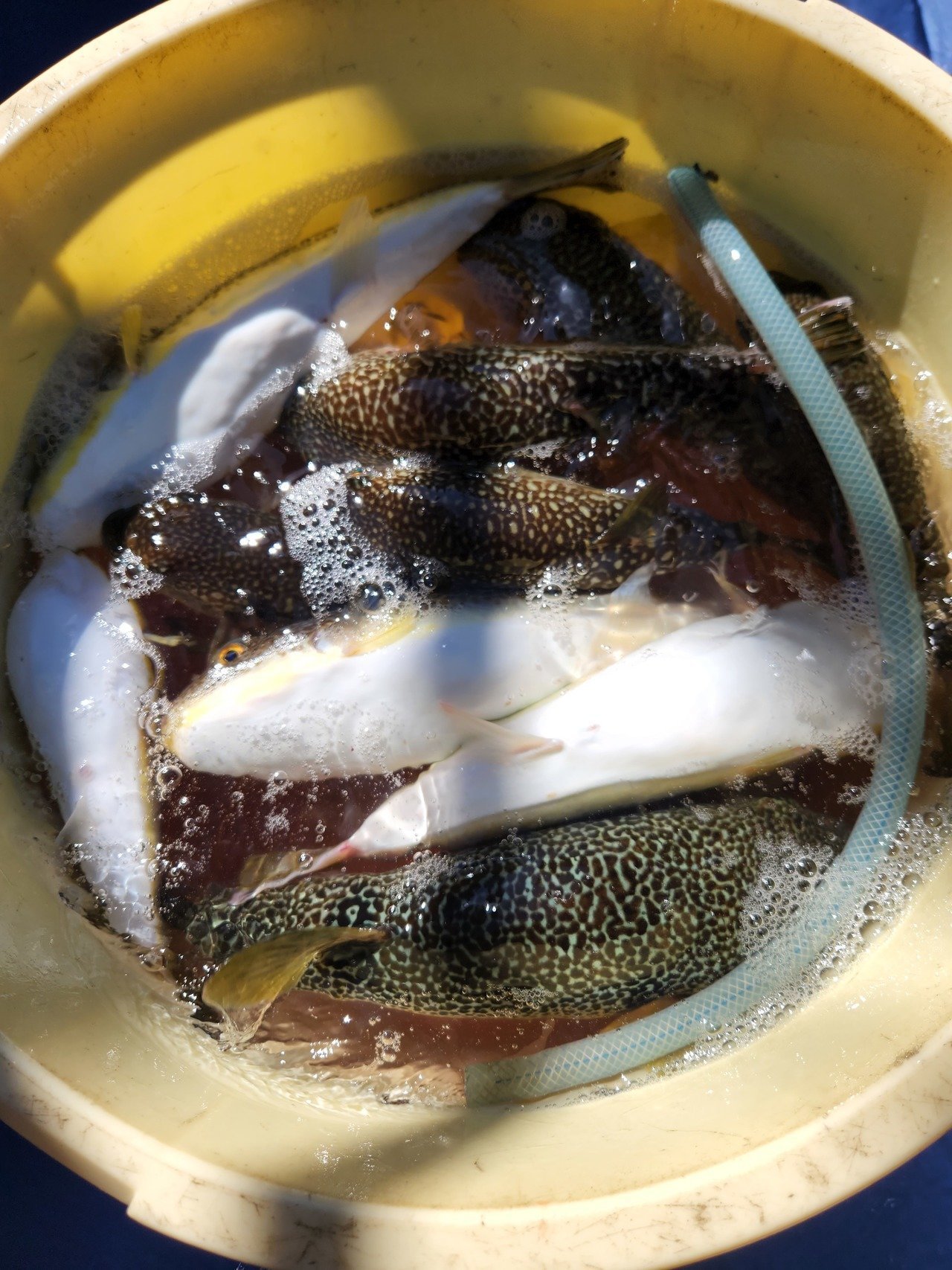 最新釣り情報 釣果 宗和丸 公式サイト