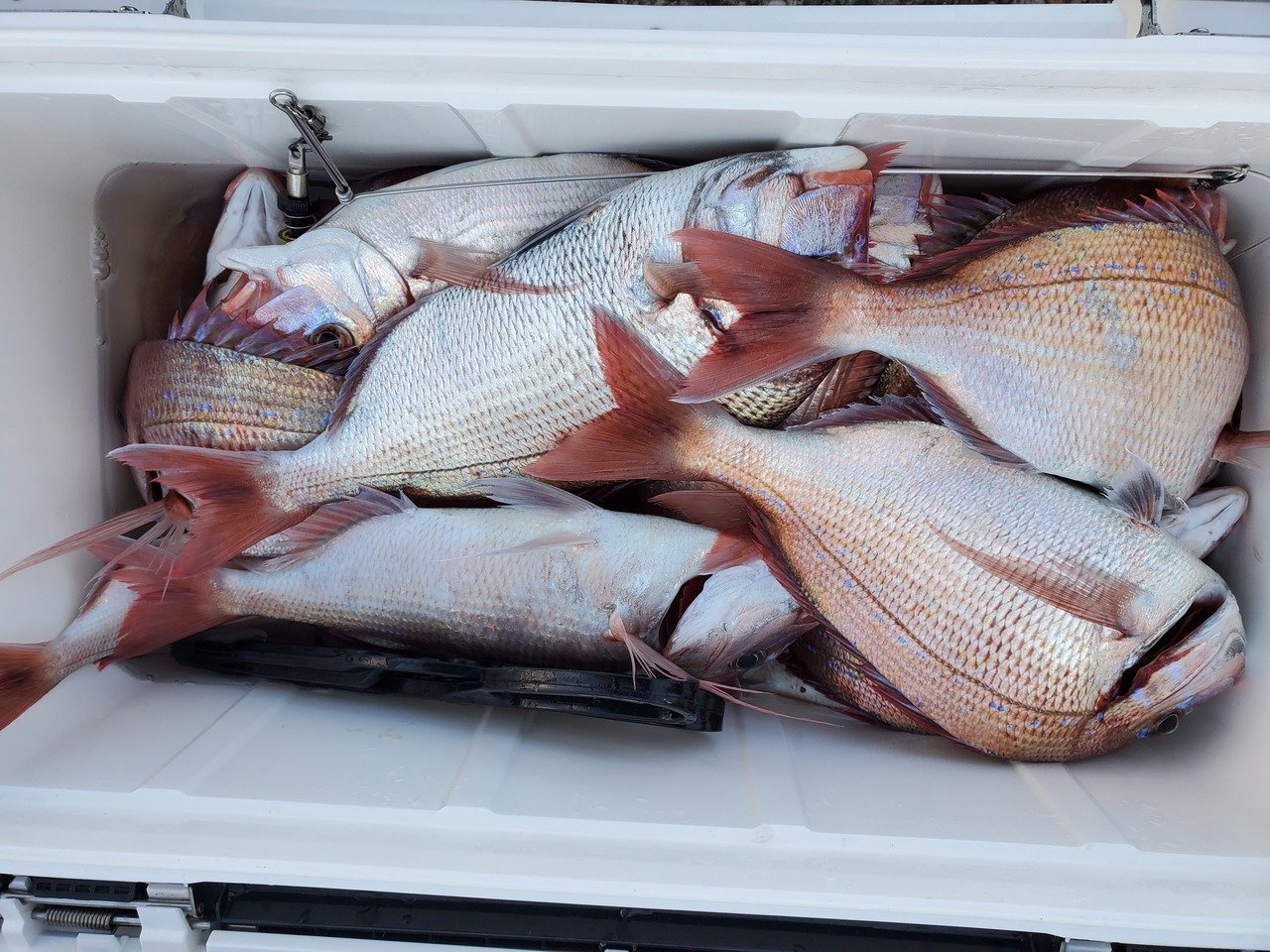 幸辰丸【公式サイト】山武郡片貝港の釣り船