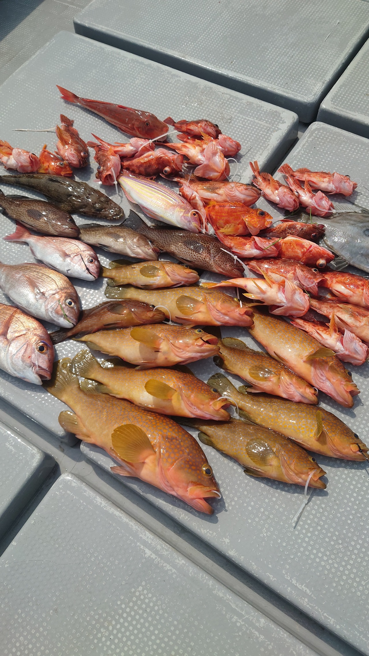 最新釣り情報・釣果｜大吉丸【公式サイト】