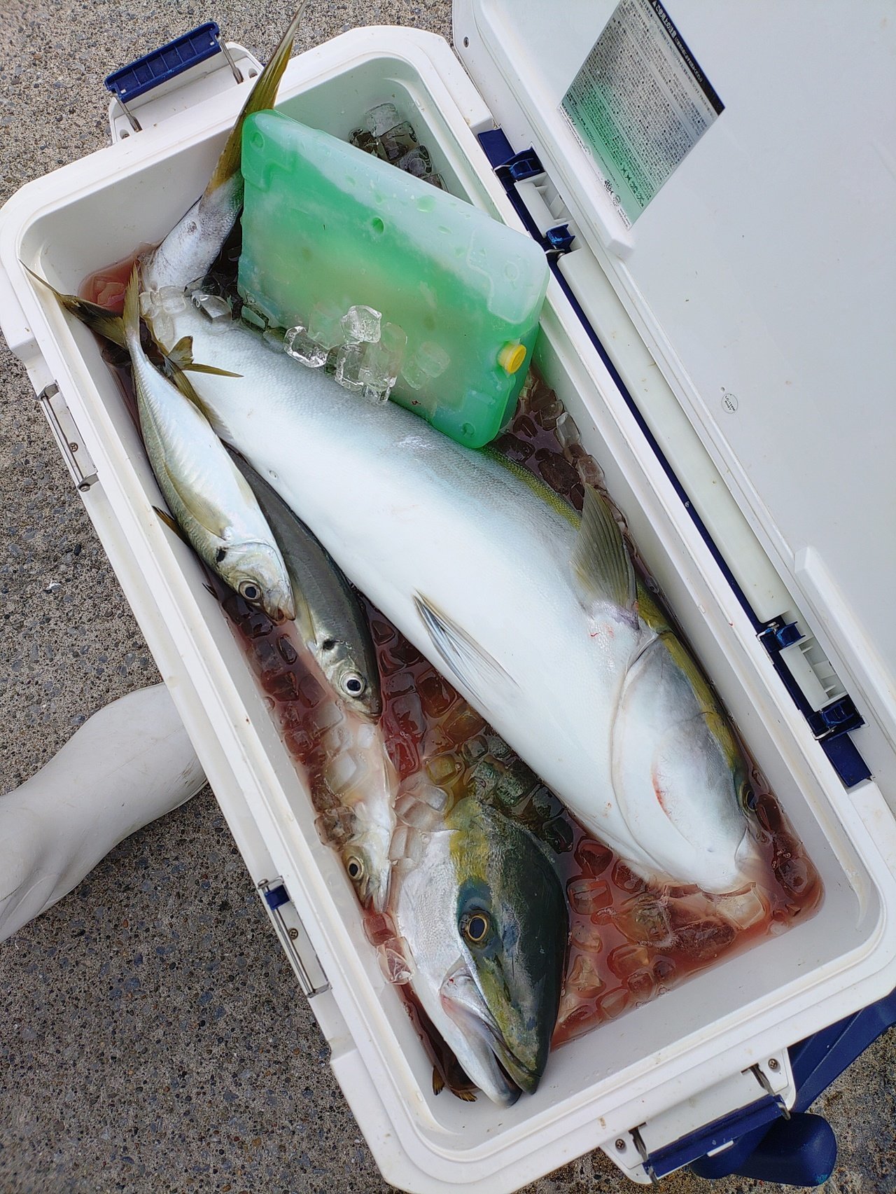 第八宏二郎丸【公式サイト】横須賀市走水走水港の釣り船