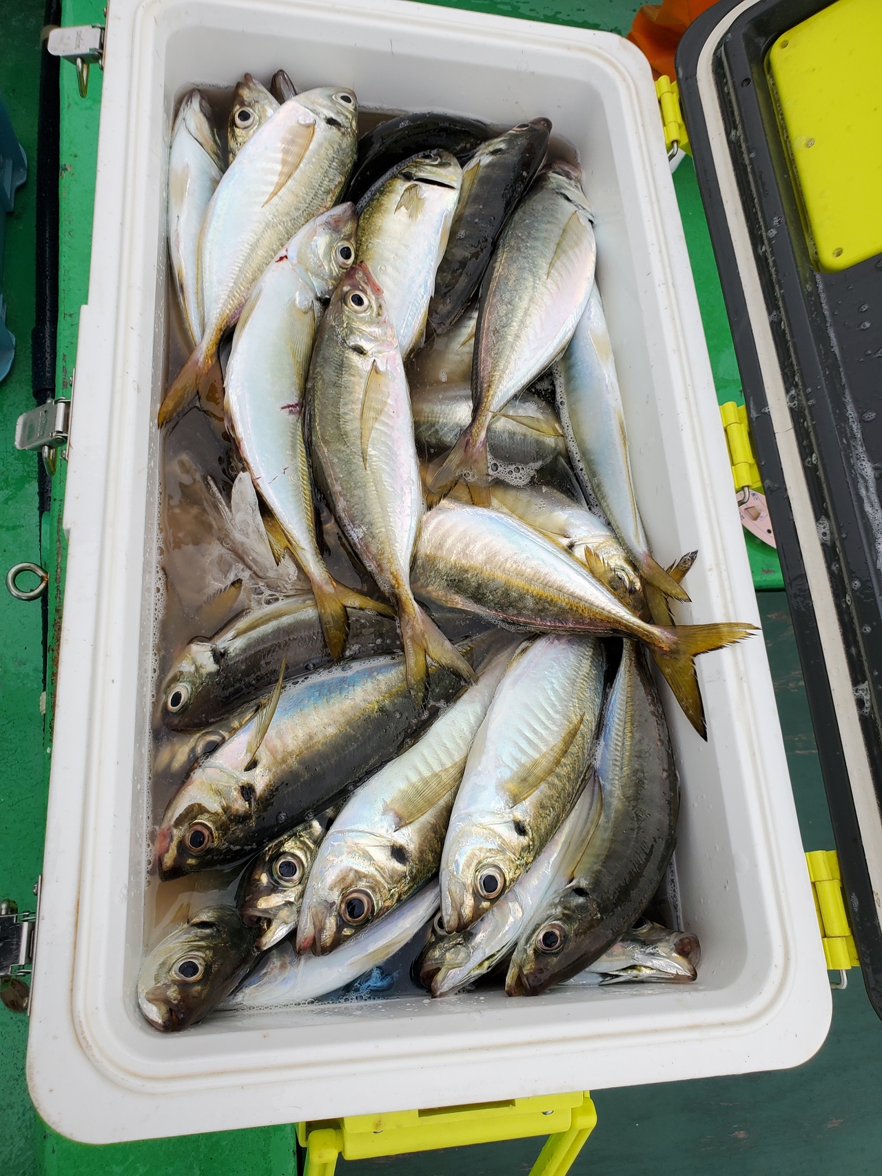 釣り人さん専用　プレミア　猛ポップ丸 津軽海峡スペシャルMG18-F 釣り人さん専用 プレミア 猛ポップ丸 津軽海峡スペシャルMG18-F