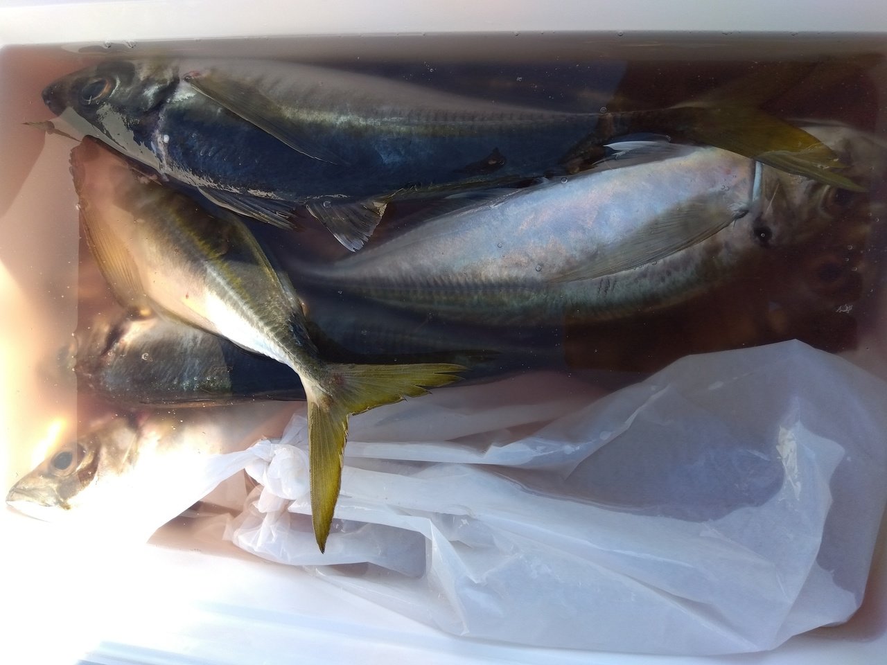 おと丸 TOMOUNT ベルテント 5m TC 豪華型 ポリコットン 8〜10人用 設営簡単