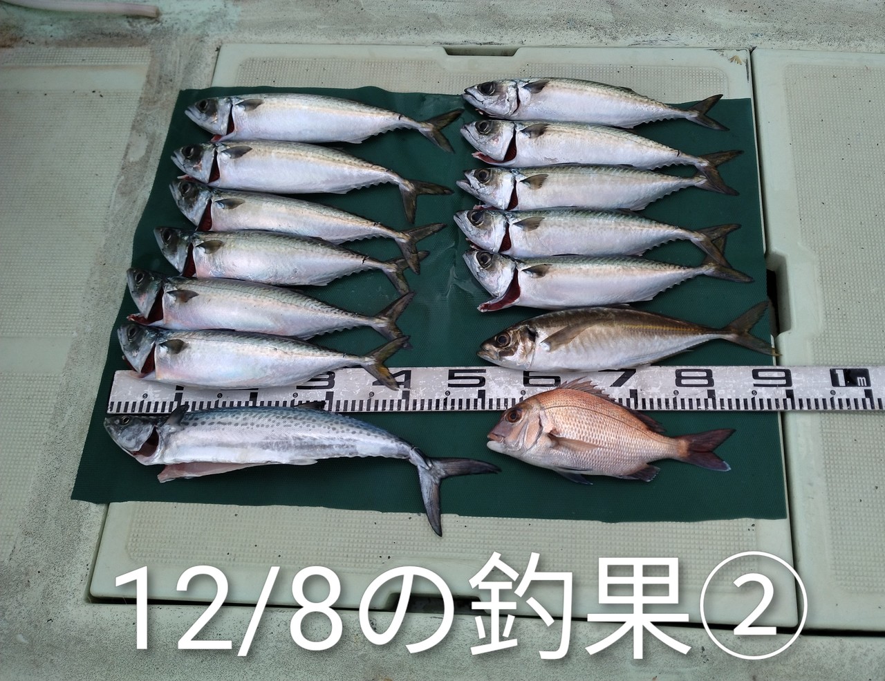 静岡県で釣れたカツオの最新釣果、釣り情報【2025年12月】