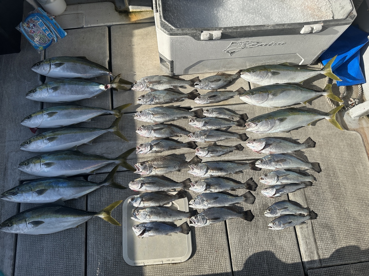 最新釣り情報・釣果｜JACK【公式サイト】