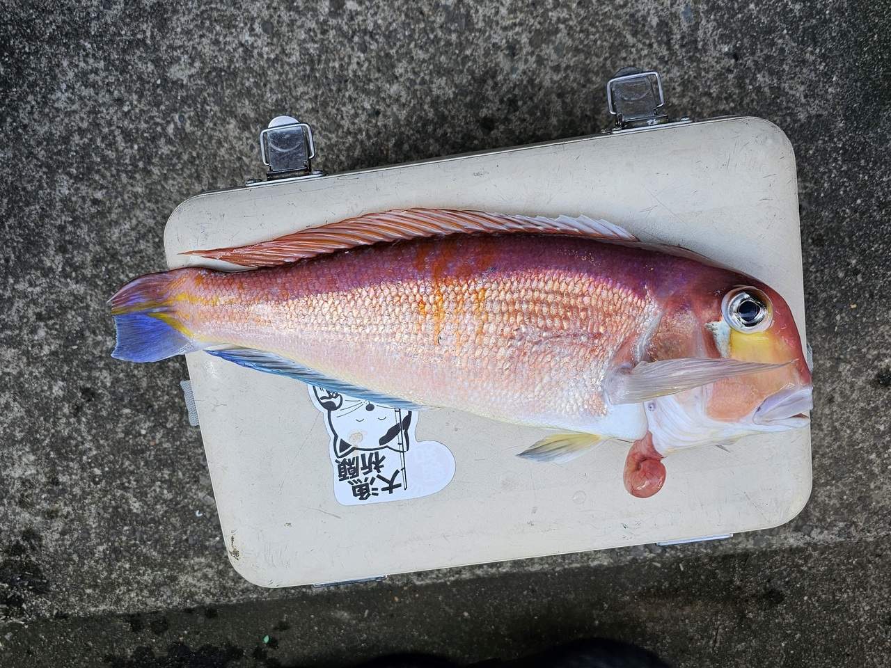 最新釣果情報・釣果｜島きち丸【公式サイト】