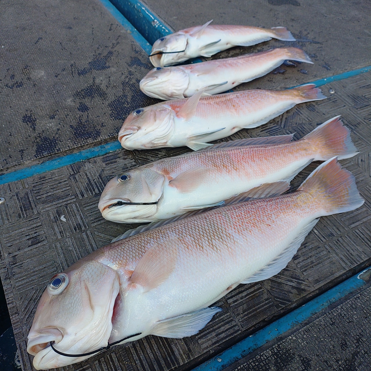 最新釣り情報・釣果｜【公式】和歌山ルアー船heyheyshipヘイヘイシップ