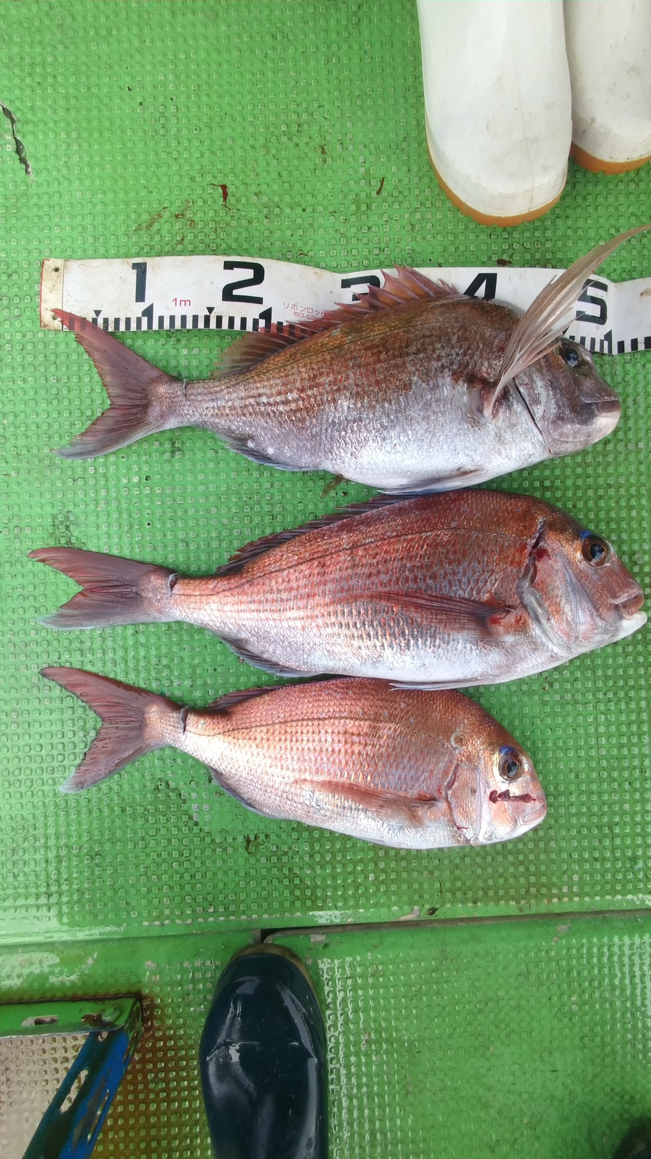 おと丸 徳丸【公式サイト】明石市明石港の釣り船