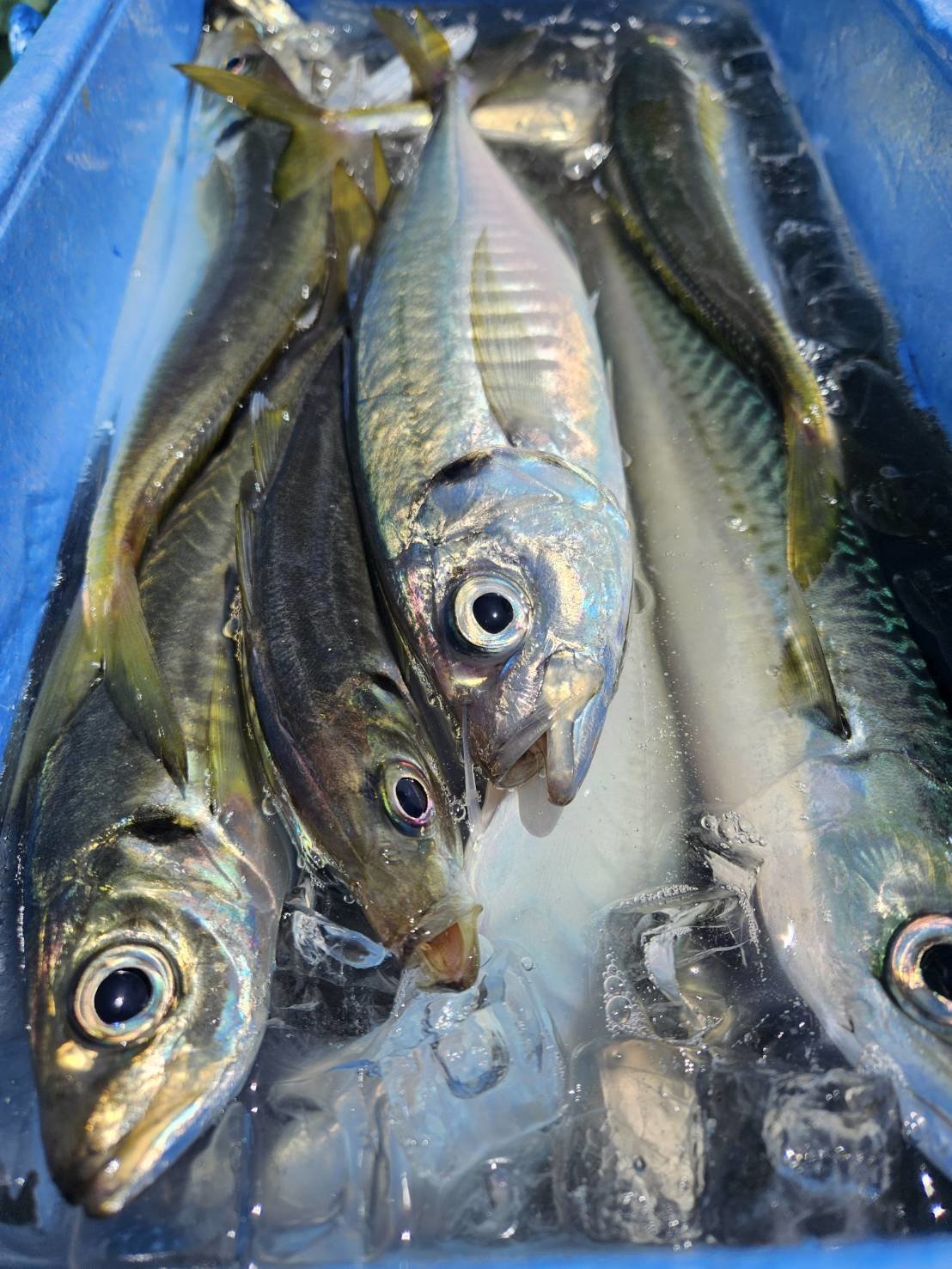 最新釣果情報・釣果｜島きち丸【公式サイト】