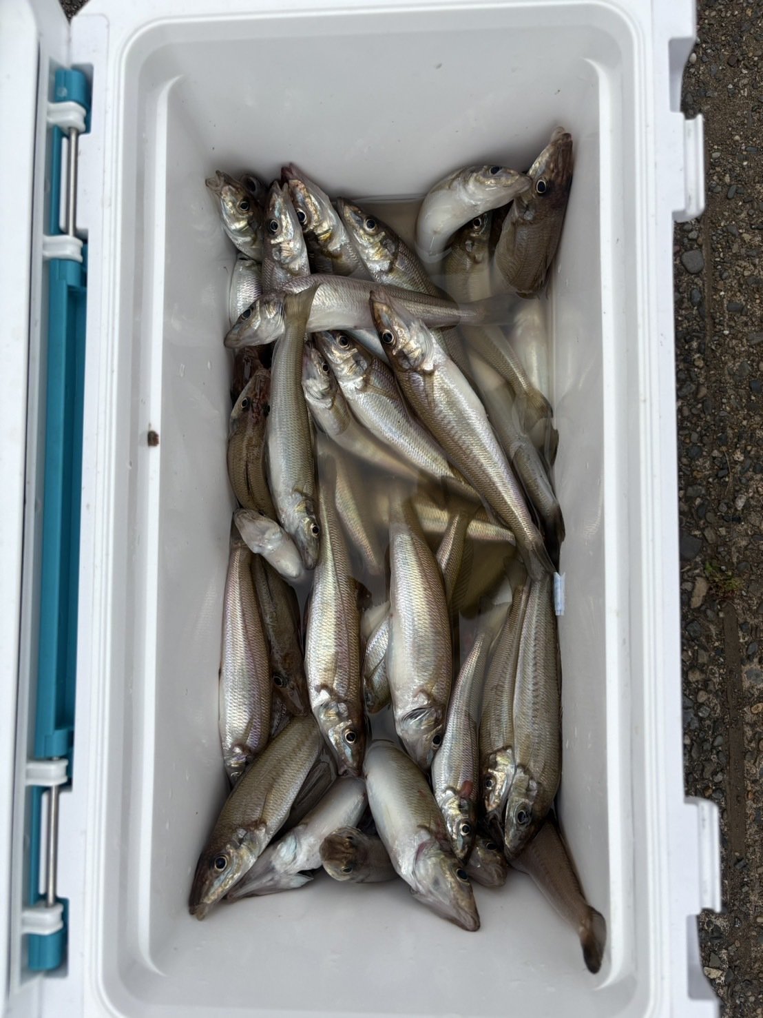 シロギスの釣果写真