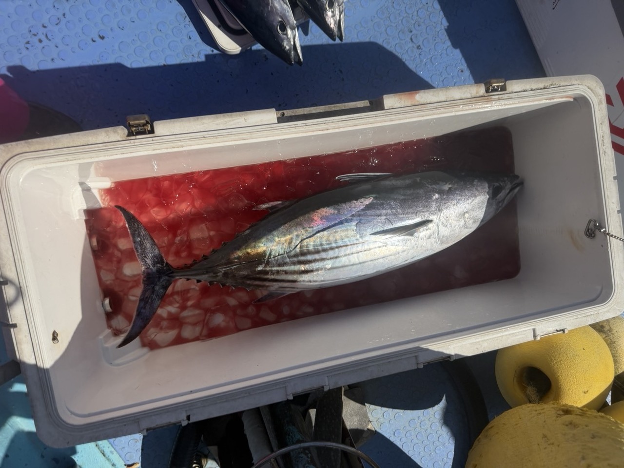 最新釣果情報・釣果｜島きち丸【公式サイト】