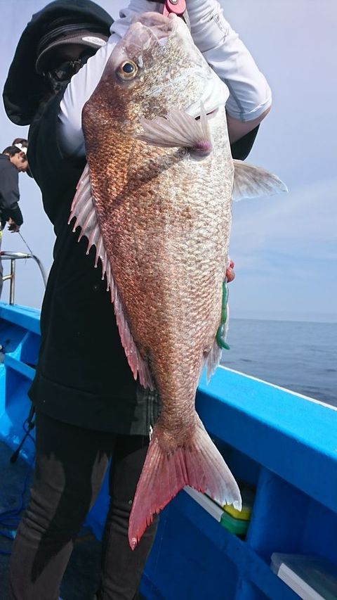 アラcm 14匹 の釣果 17年9月10日 Kaikyo 島根 七類漁港 釣割