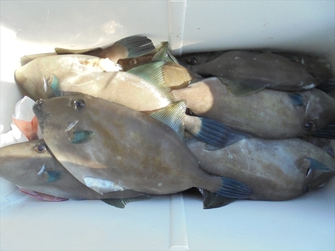 ハゲ の釣果 17年11月27日 Haruka丸 広島 釣割
