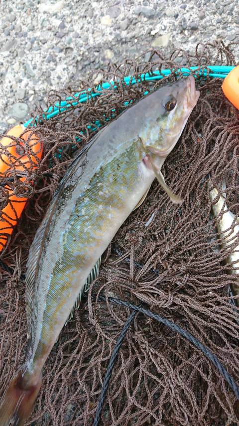 ホッケ の釣果 18年6月22日 フィッシュランド星が浦 北海道 釧路西港 釣割