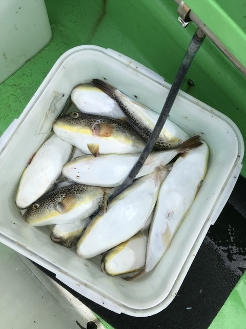 フグ 18匹 の釣果 18年10月日 よしえ丸 千葉 大原港 船釣り予約 キャスティング船釣り予約