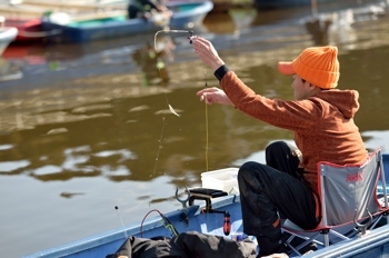 ワカサギ10cm 633匹 の釣果 19年2月18日 高滝湖観光 企業組合 千葉 高滝湖 釣割