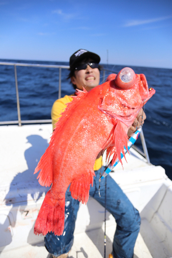 メヌケ3 50kg 2匹 の釣果 19年4月13日 Extreme 静岡 ボートクラブカナル 釣り船予約 釣割