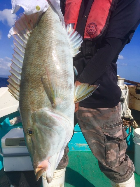 ガーラ7 00kg の釣果 19年5月26日 遊漁船てぃ だ 沖縄 屋我地漁港 釣り船予約 釣割