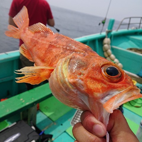 アヤメ の釣果 19年7月13日 拓永丸 千葉 大原港 釣り船予約 釣割