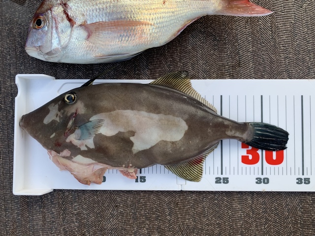 ハゲ33cm 19匹 の釣果 2019年11月9日 芳丸 広島 丹那漁港 釣り船予約 釣割