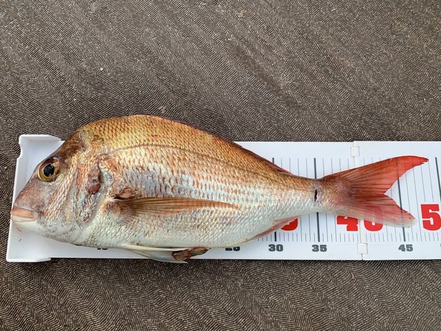 ハゲ35cm 5匹 の釣果 19年11月12日 芳丸 広島 丹那漁港 釣り船予約 釣割