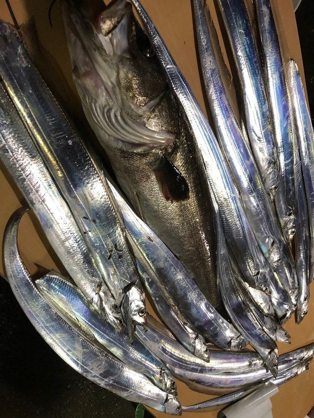 タチウオ の釣果 19年12月1日 林遊船 千葉 江戸川放水路 釣り船予約 釣割