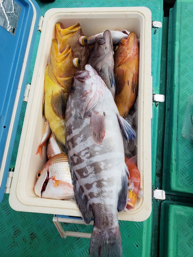 タカバ の釣果 19年12月26日 福寿丸 地島 福岡 鐘崎港 釣り船予約 釣割