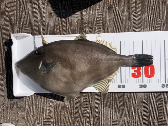 ハゲ32cm 15匹 の釣果 年2月11日 芳丸 広島 丹那漁港 釣り船予約 釣割